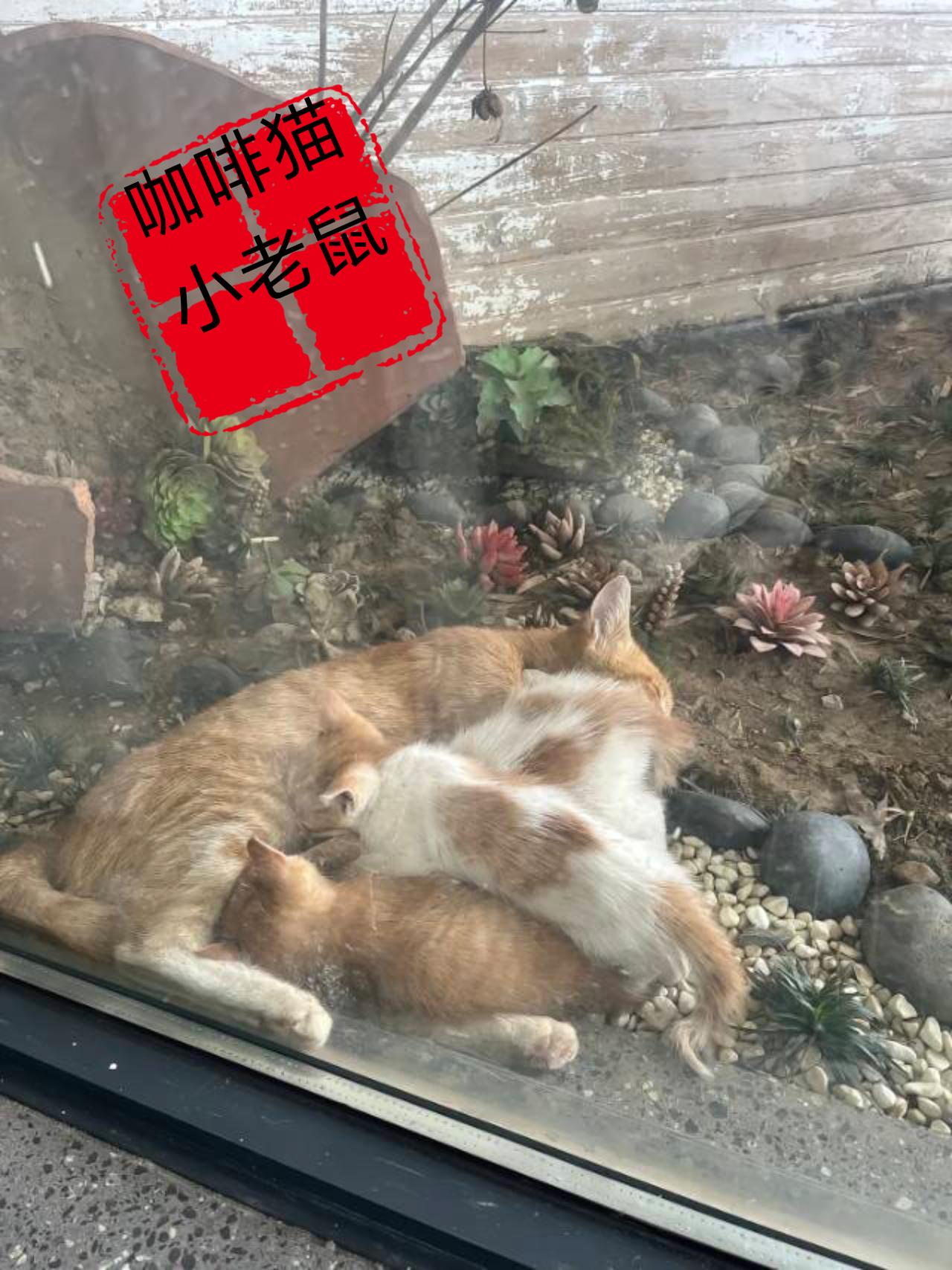 2026年4月5日早晨7点左右，在一栋小区居民楼的窗台外，竟然发生了一件令所有人