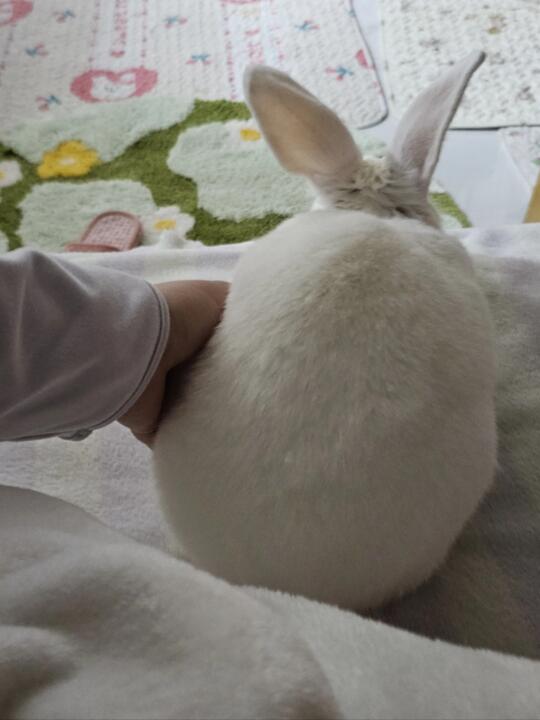 床边的小兔子🐇