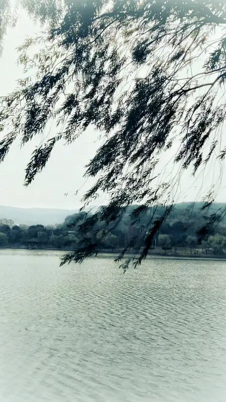 AI妙生图湖柳醉了三千客。