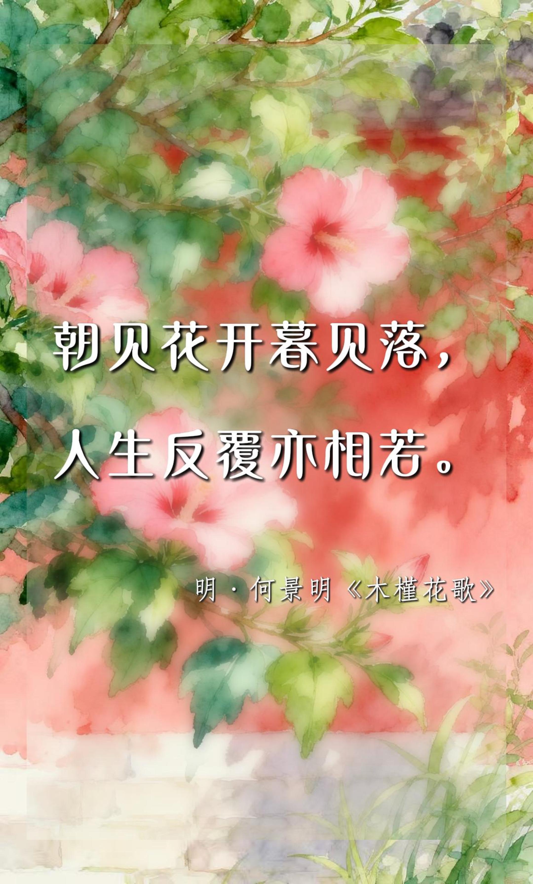 古诗词里朝开暮落的木槿花 