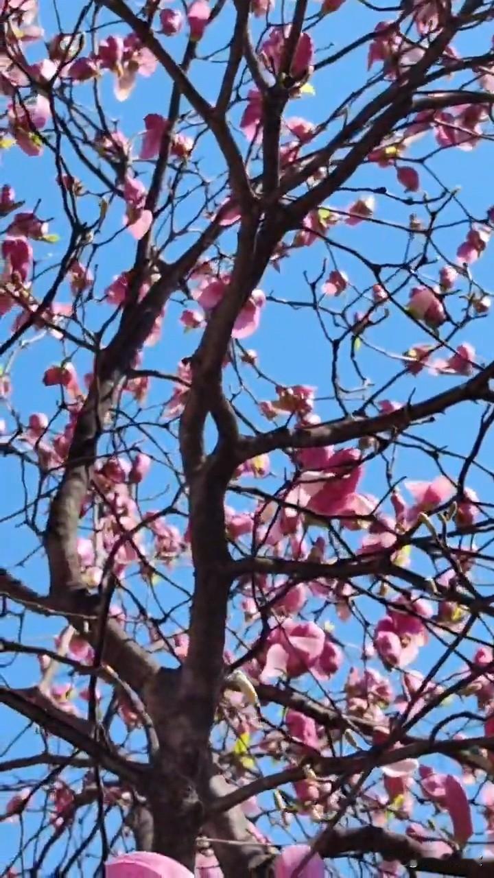 鬓霜稚子偎，拟人化，不是写人，，，尽在不言中。我这儿写下个句子，马上有人模仿成稚