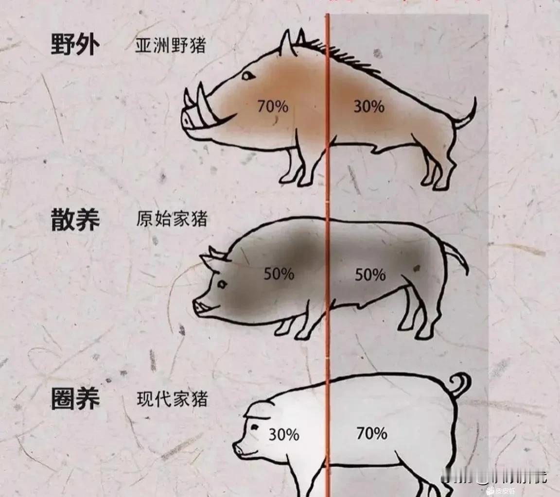 不同猪的体型