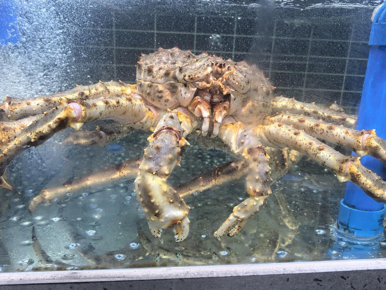 晚上去海鲜市场，我驻足看了一眼帝王蟹😊

帝王蟹身披“铠甲”，在水族箱中霸气十