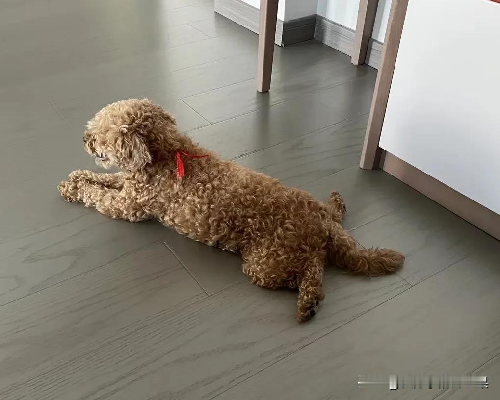 冬天就要到了，摇粒绒的外套需要吗？

我还没穿起来，狗狗已经先穿起来的，正宗摇粒