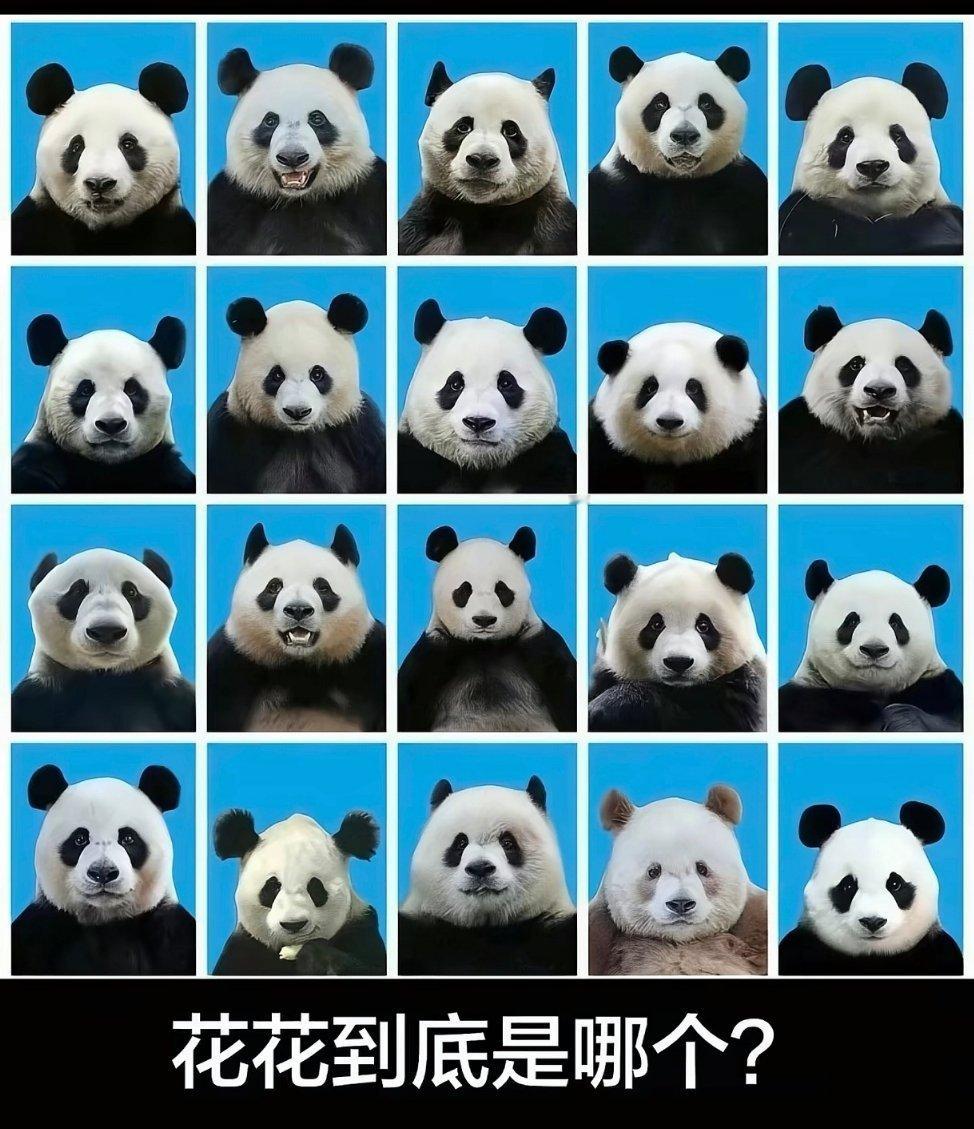 花花是我唯一能分辨出来叫的对名字的熊猫 