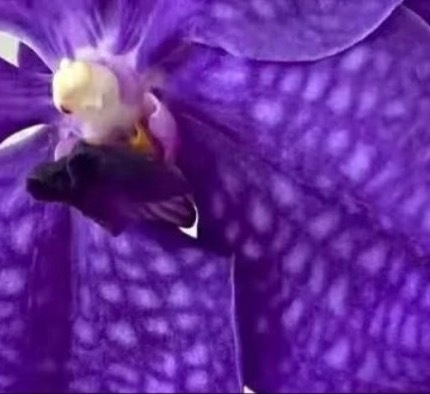 每日一善💜月尹星邱兔种植｜胡姬花 0000胡姬花姿态优雅，花朵沿着花梗依次绽放