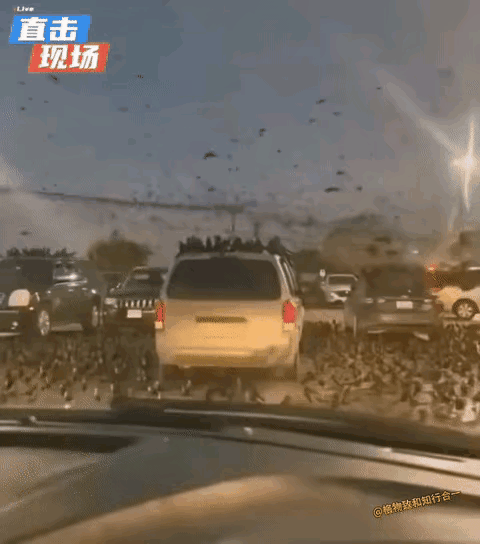 中东伊朗最新局势 以色列特拉维夫夜晚忽然出现大量鸟群！这一现象被广泛解读为“不祥