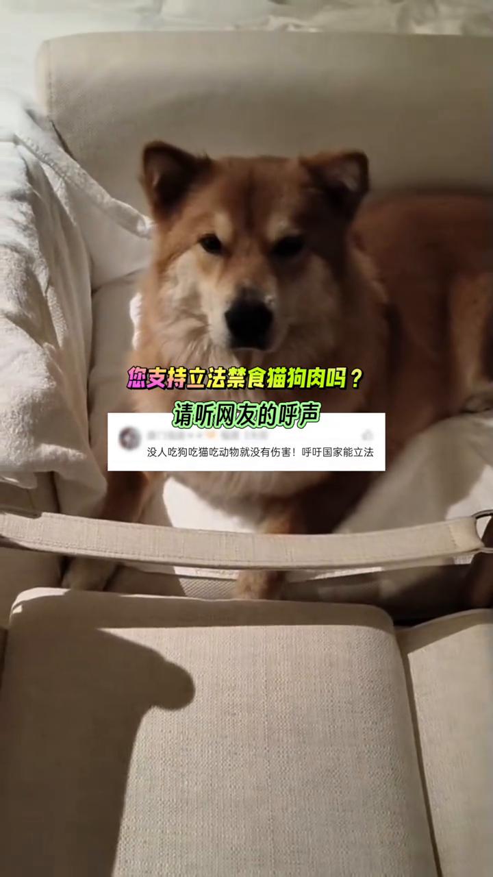 您支持立法禁食猫狗肉吗？请听网友的呼声。
没人吃狗、吃猫、吃动物就没有伤害！呼吁
