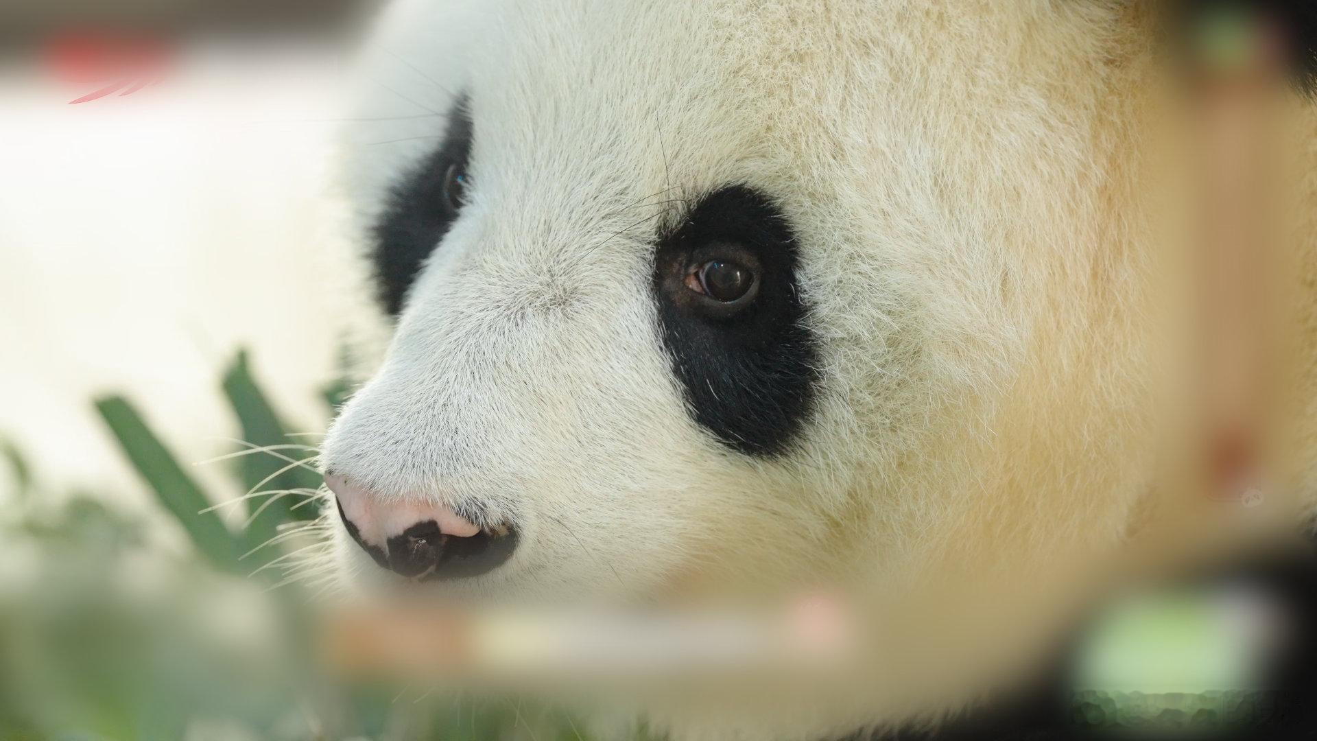 在成都看福凤双胞胎的团圆路 熊猫崽崽在成长的过程中，还有一段这样的旅程，真是让人