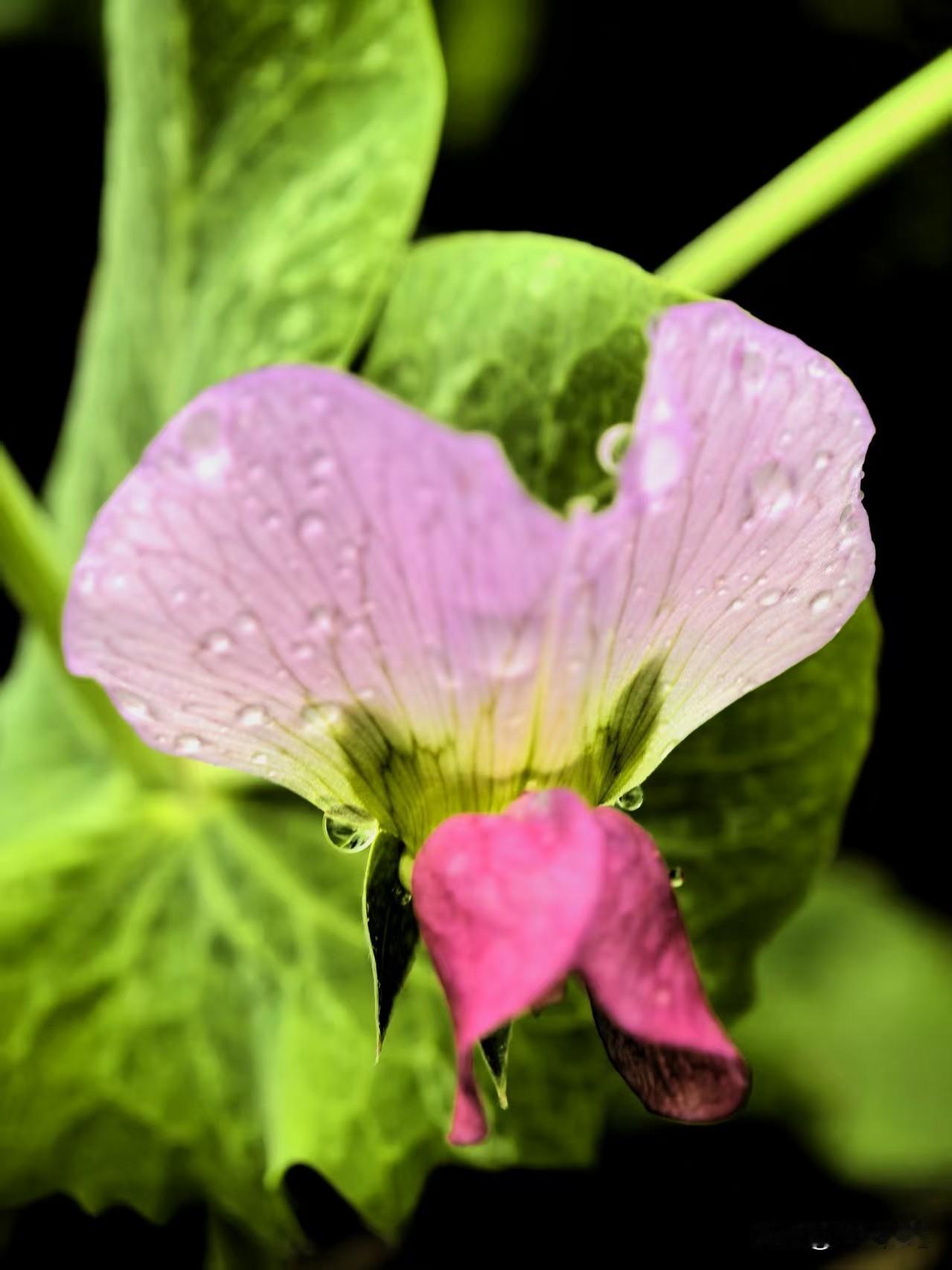 心不困于情，方能活得从容——这才是真正的人间清醒，是成年人摆脱内耗、自守自渡的通