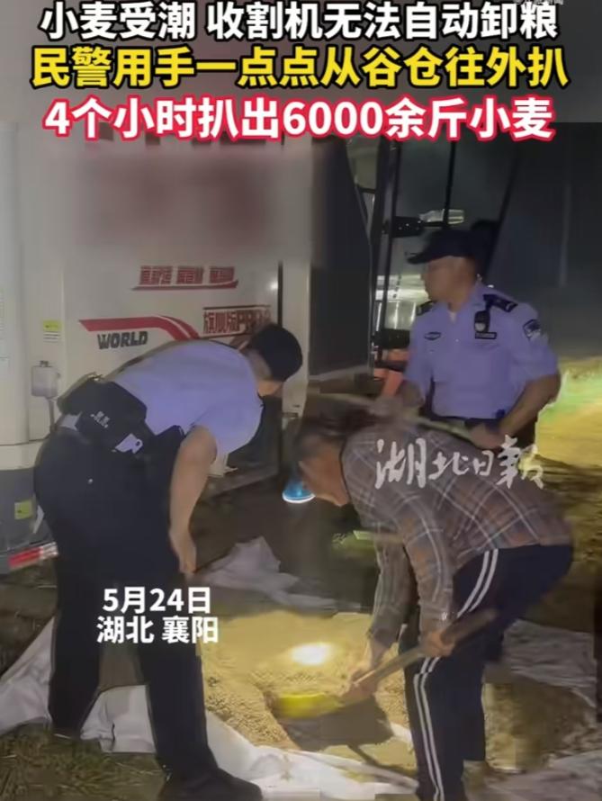 这位所长火了！湖北襄阳，麦收迫在眉睫，留守老人的边角田地收割机无法驶入，熟透的小