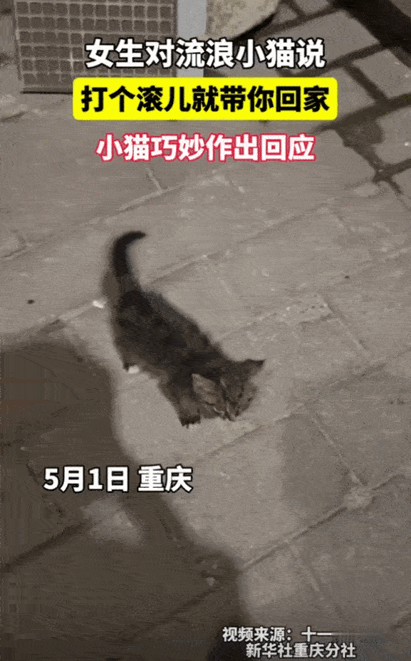 重庆，一女生在路边遇到只流浪小猫，很是不舍，她就故意逗它：“你再打个滚我就带你回