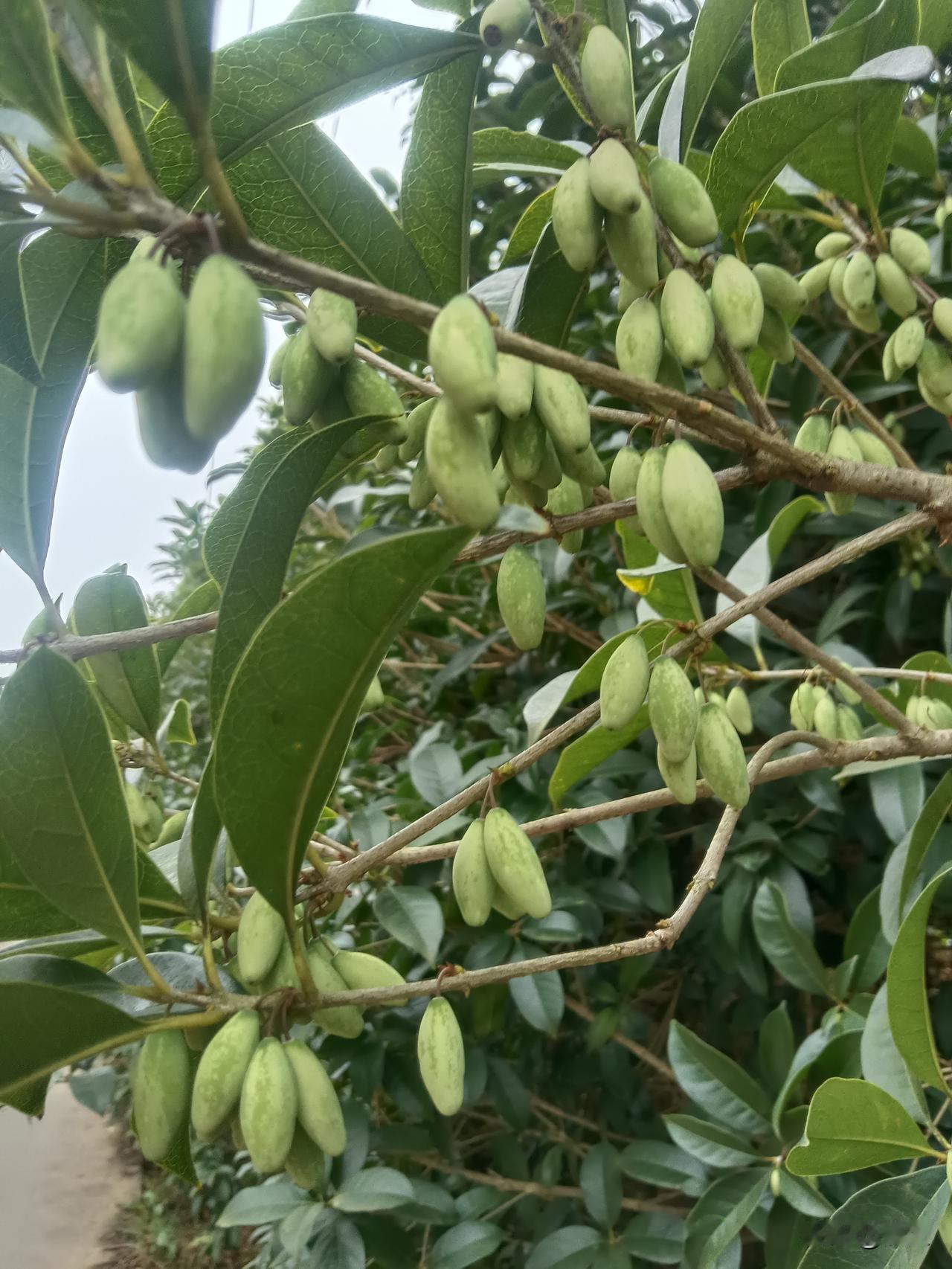 人海中那一次擦肩
撞碎了孤单的和弦
你递来的那支甜筒
融化了所有的从前
 
这一