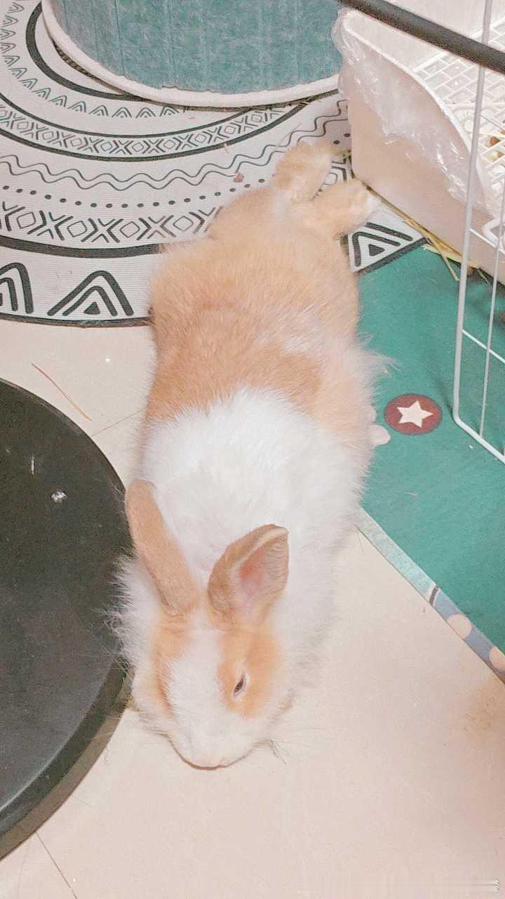 14549🐇【肥猪】煤气桶小猪 