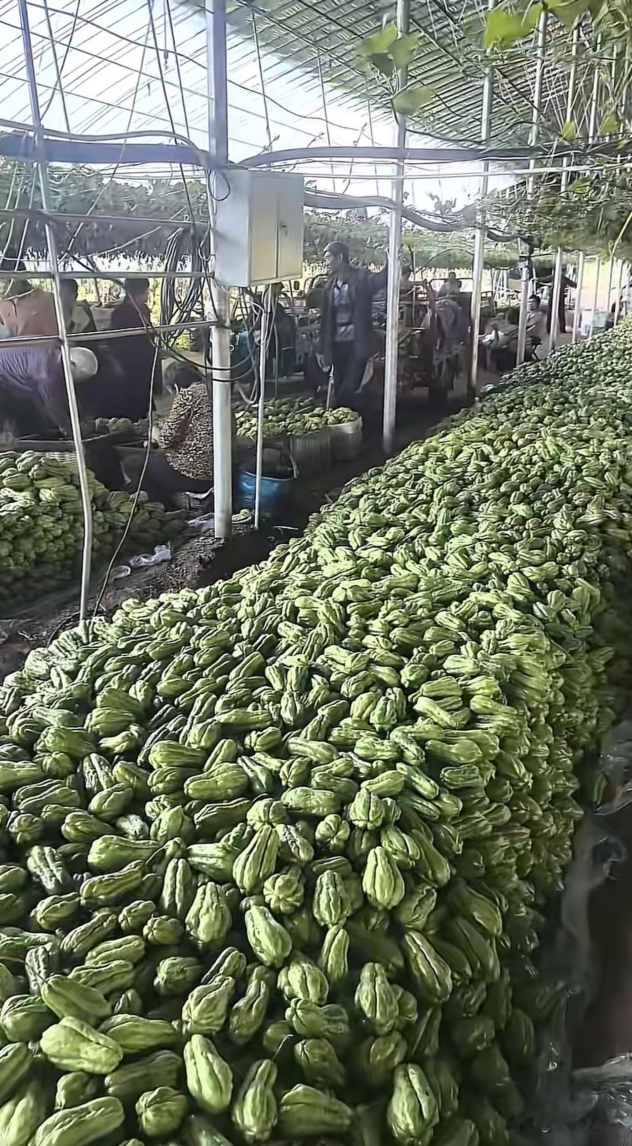 丰收得瓜果蔬菜，