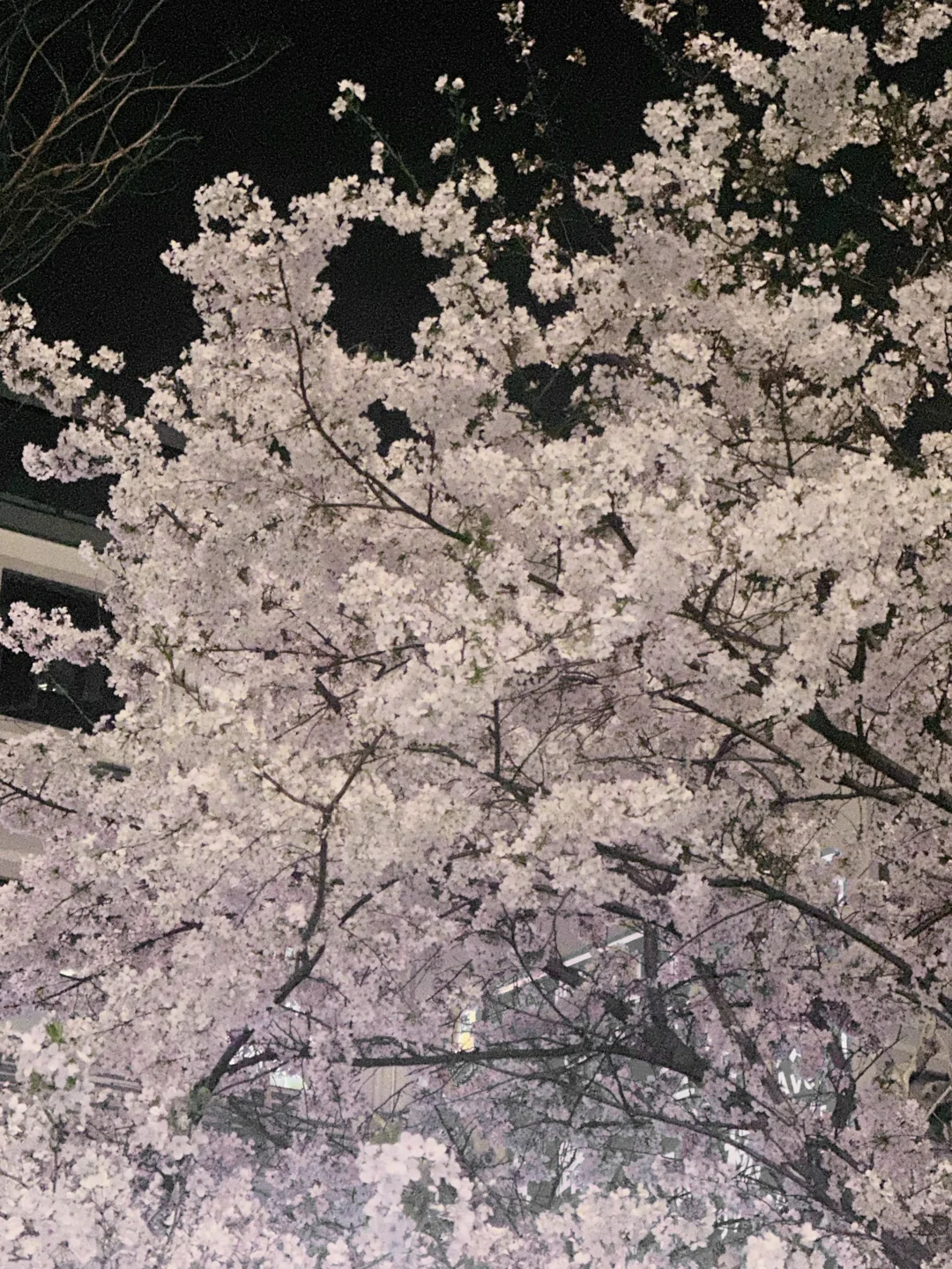 𝟒.𝟐实况图！！世纪汇樱花开爆了🌸无人速去