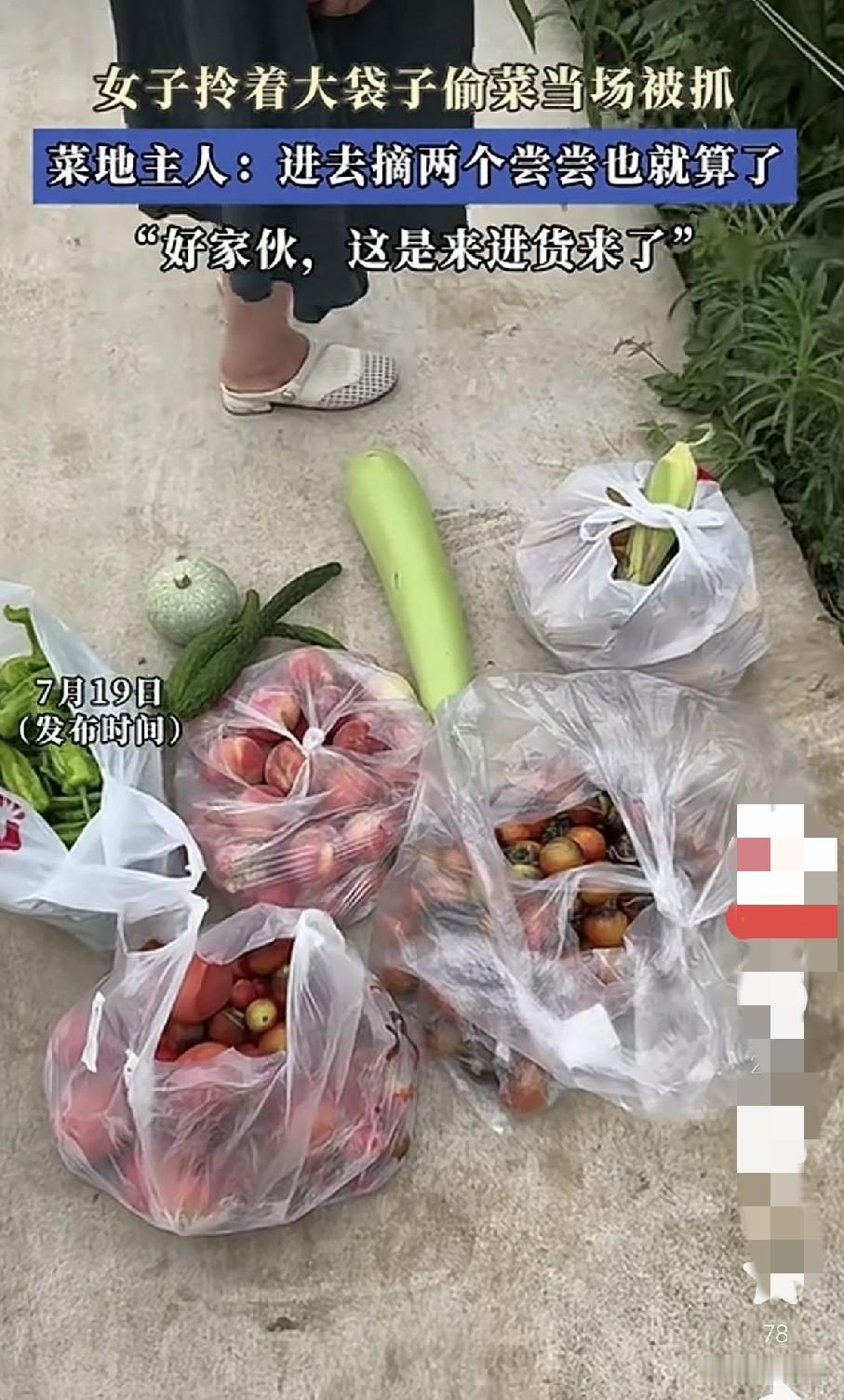 女子拿着好几个袋子去别人家菜地里，摘菜，摘果子，这可真是没少摘。
没想到正好被菜