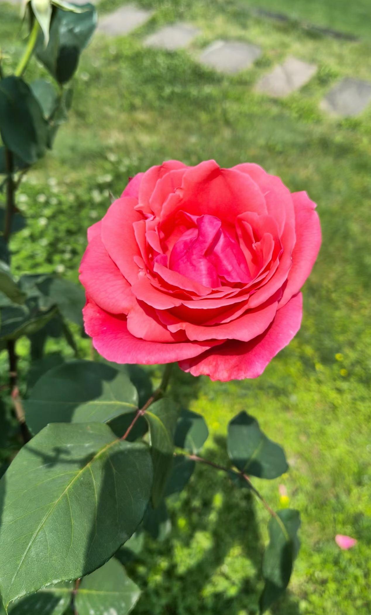 分享一张你最近拍的花