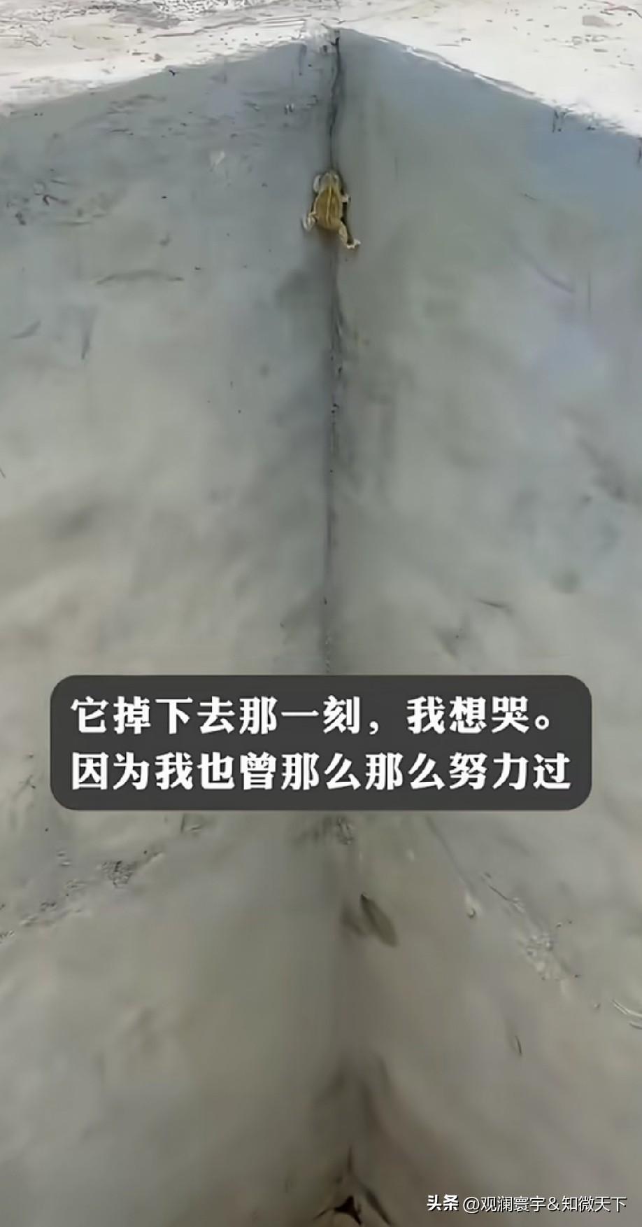 掉下去是失望，也许等你努力爬上去，会更失望，还不如在井底[流泪][流泪][流泪]