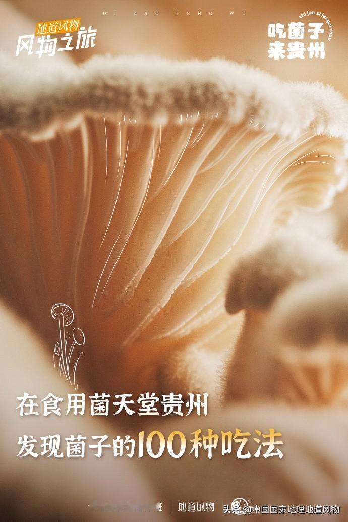 贵州的菌子能生吃？一道国宴竹荪芙蓉汤就让人浮想联翩，这里菌子又能变幻出多少种美味