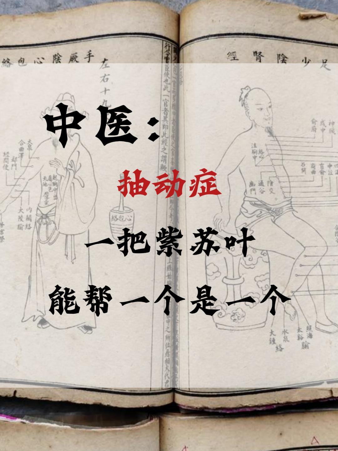 抽动症，一把紫苏叶，能帮一个是一个。