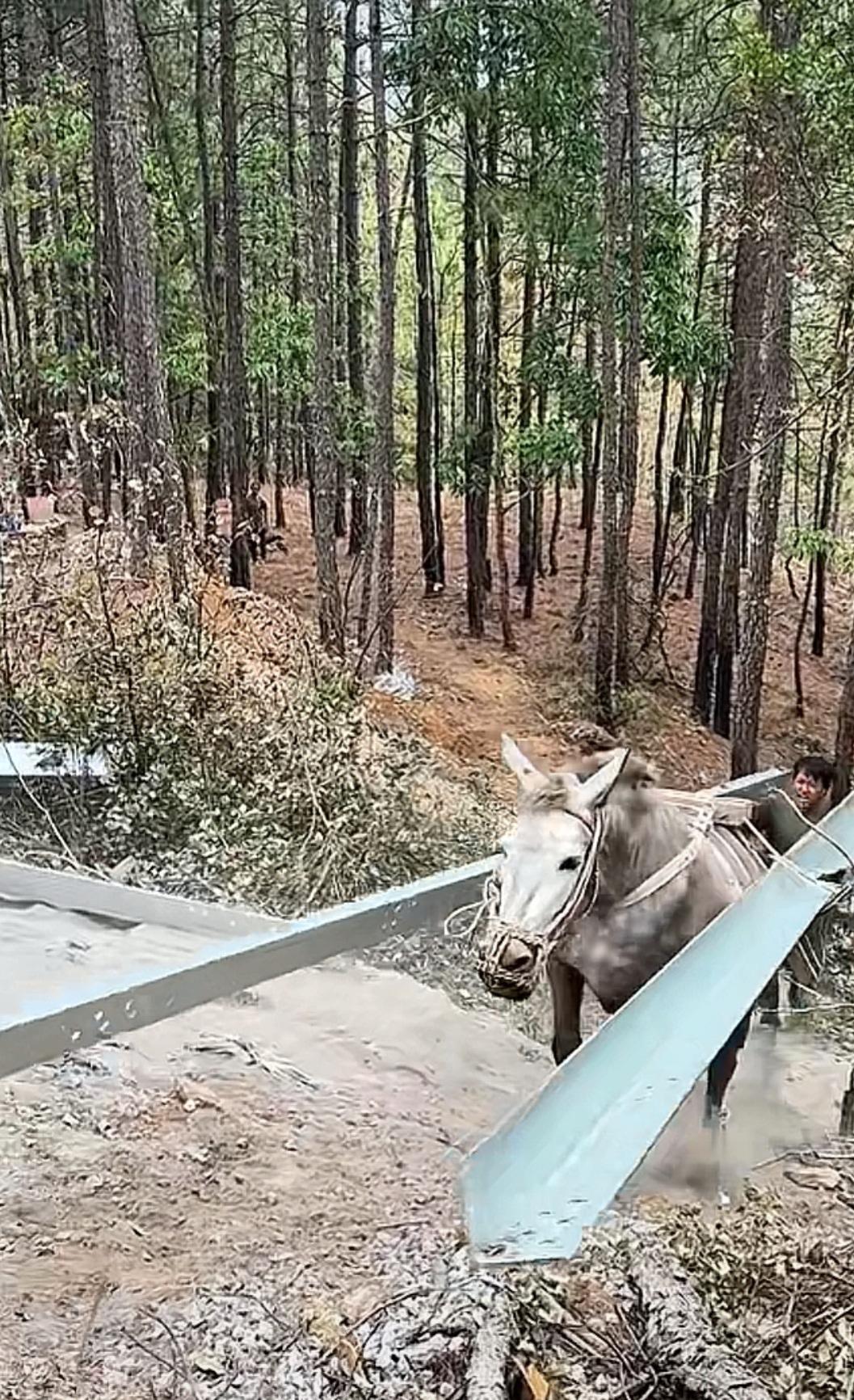 站在景区门口刷到这个视频，一时间竟然有些语塞。
两匹骡马，几个工人，在崎岖的山野