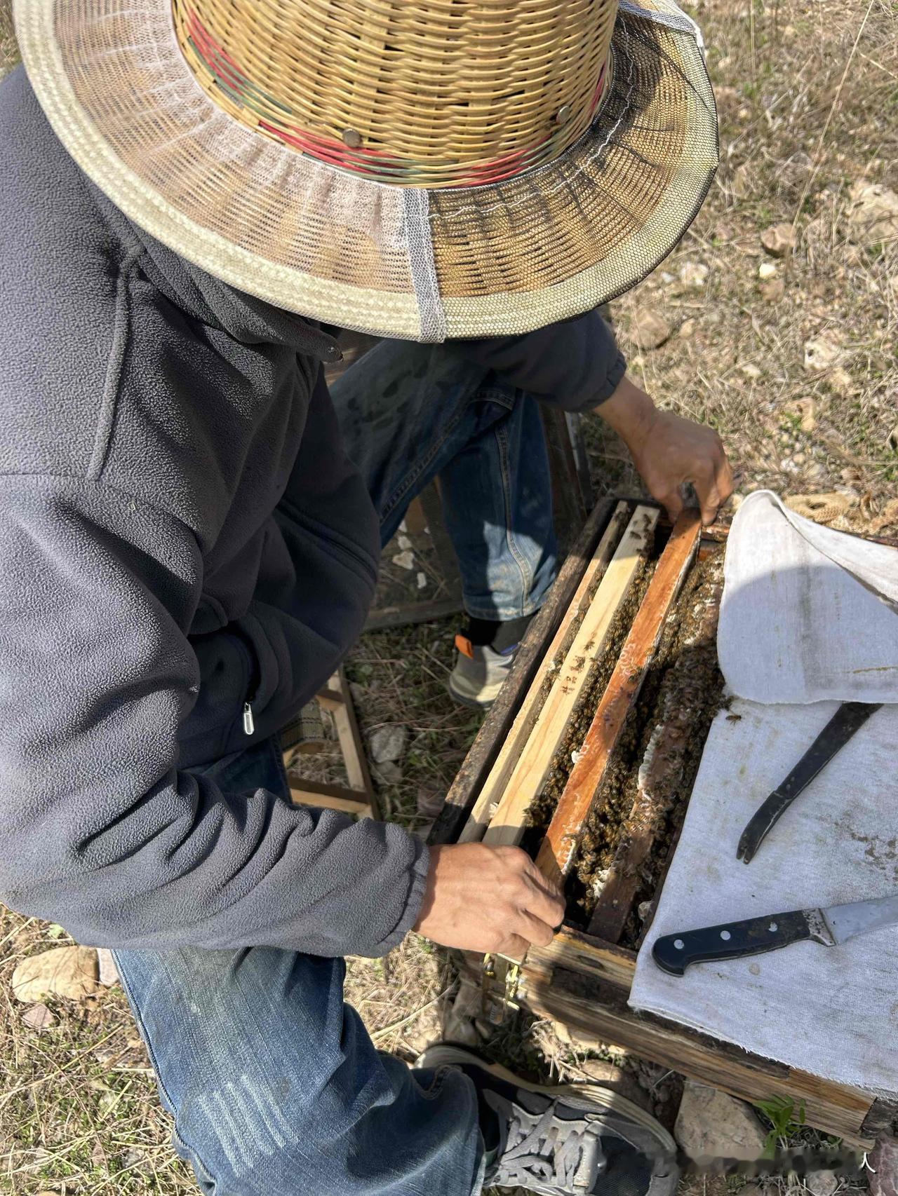 说实话，没有蜂王的蜂群短期也会采蜜酿蜜，工蜂照样正常出勤采花酿蜜，并不会立马停工