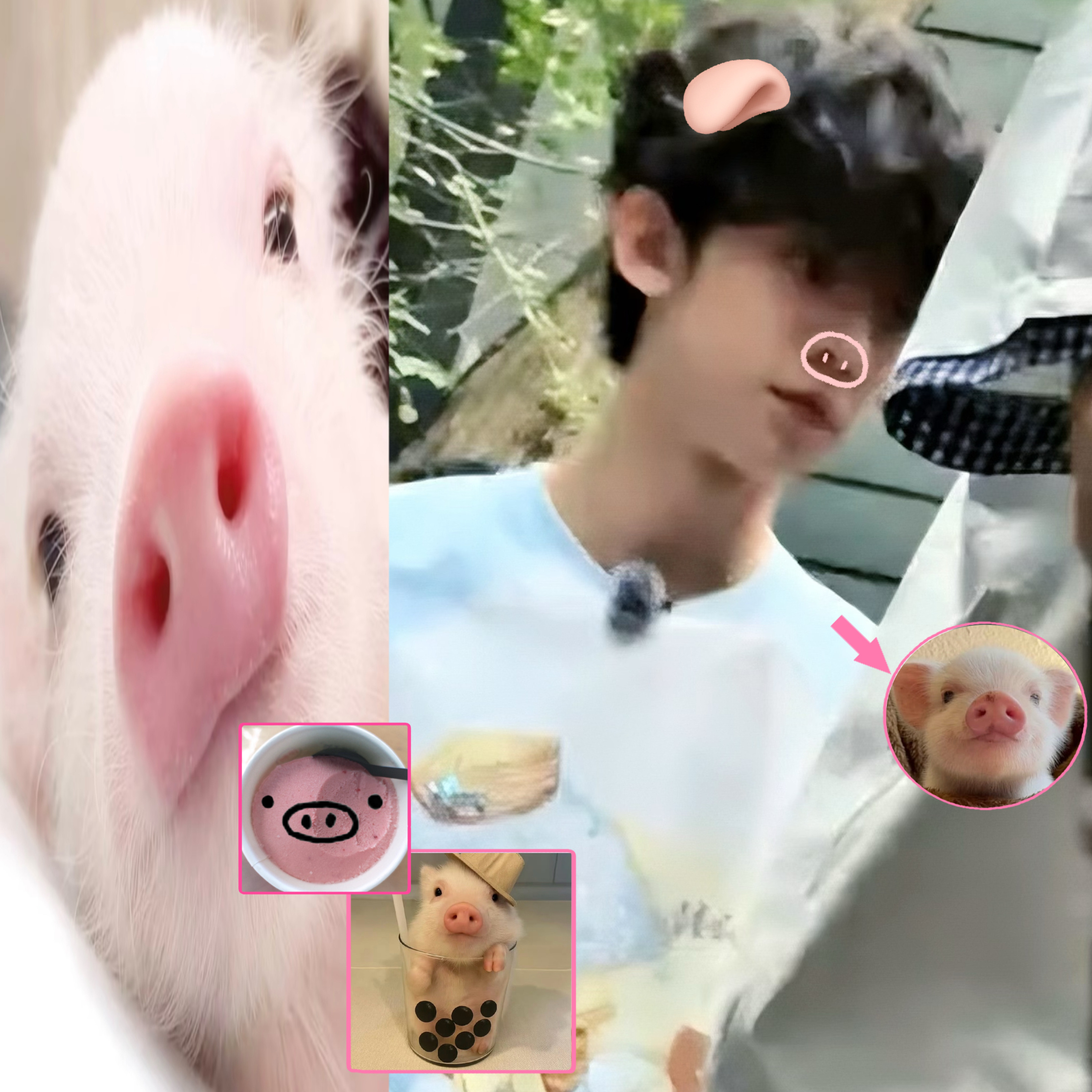 妈咪我真是小猪吗 