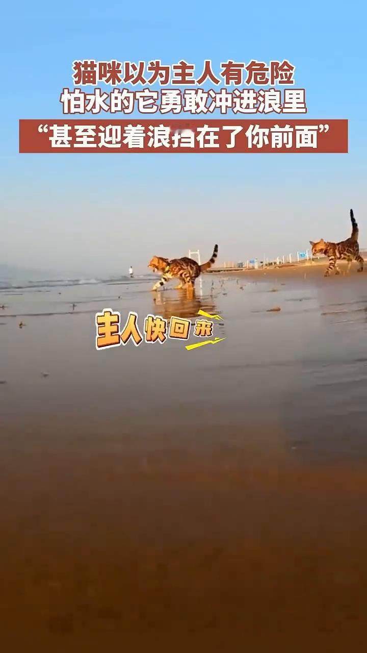 猫咪以为主人有危险，怕水的它勇敢冲进浪里，甚至迎着浪挡在了你前面。
主人快回帮，