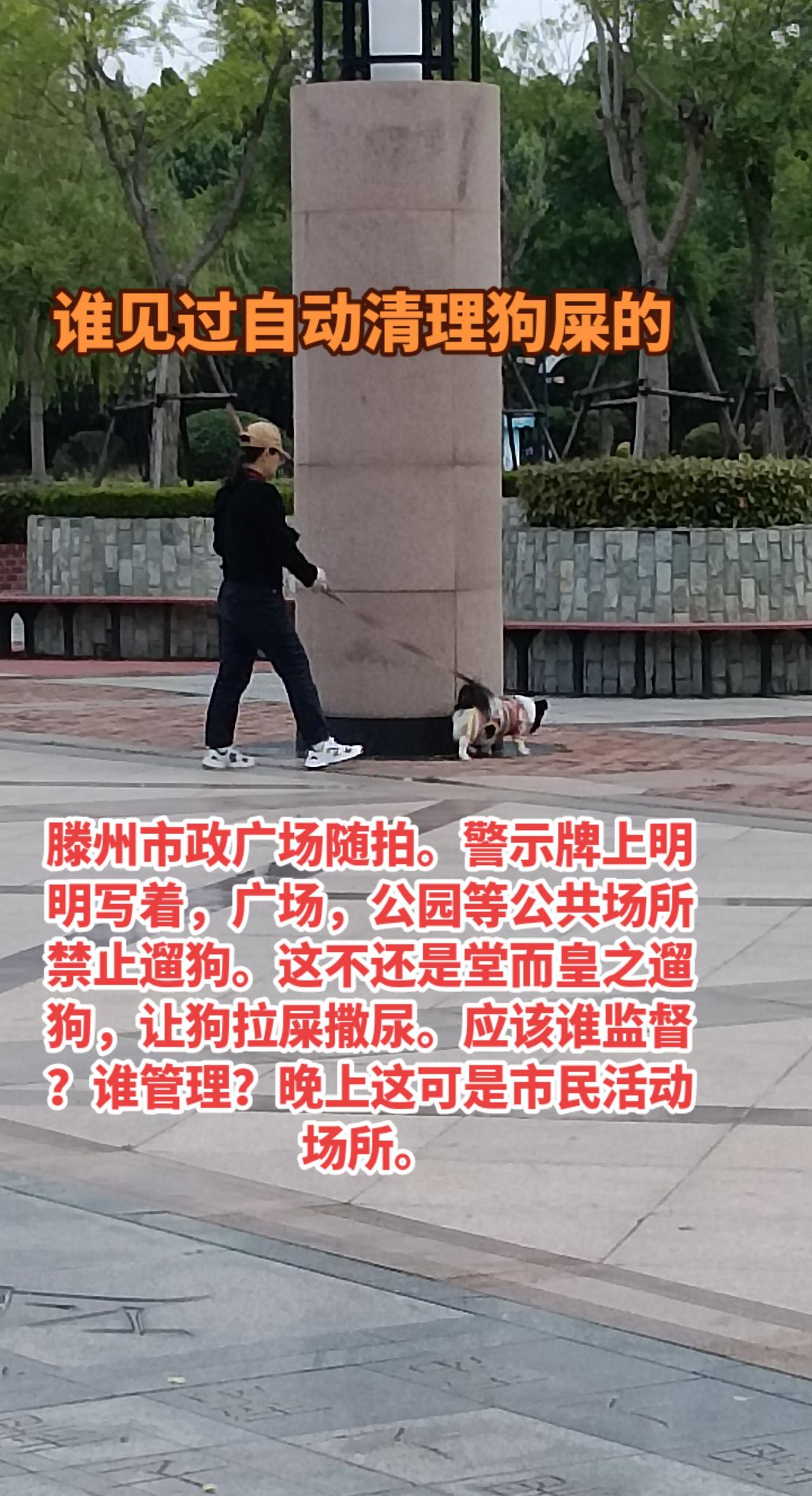 滕州规定，公园，广场禁止遛狗。在滕州谁见过遛狗人自动清理过狗屎的？遛狗太随便了。