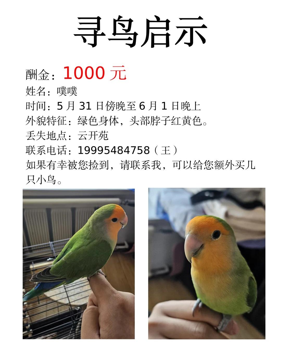 宁夏银川兴庆区寻鸟
希望大家可以帮忙扩散一下，看见这条内容的大家都一切顺利，财源