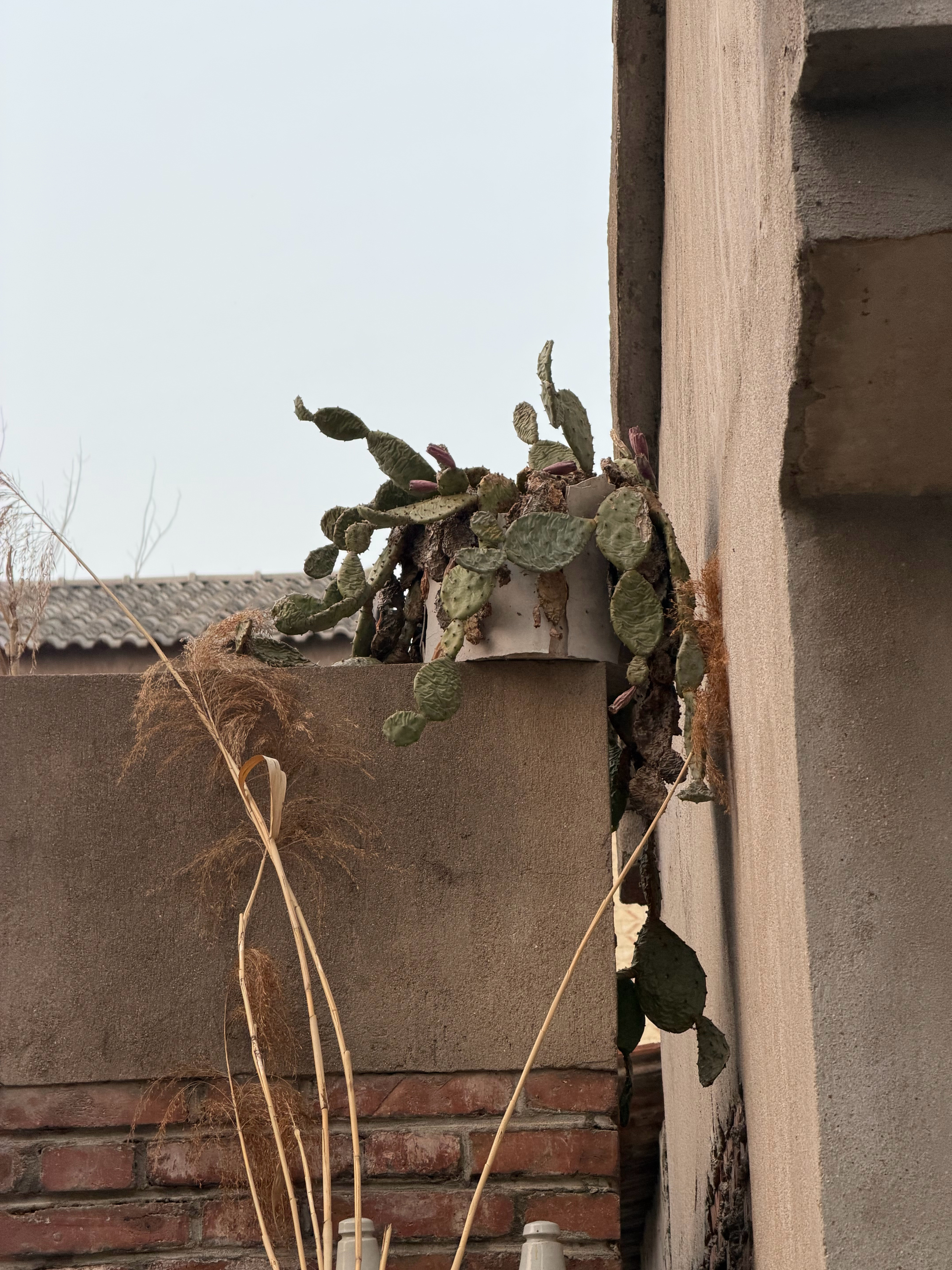 说出来你可能不信，这一盆仙人掌比我年龄都大，小时候还吃过它结的果子。 