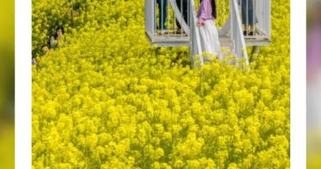 海报丨七彩湖南踏春“colorwalk”，走起！