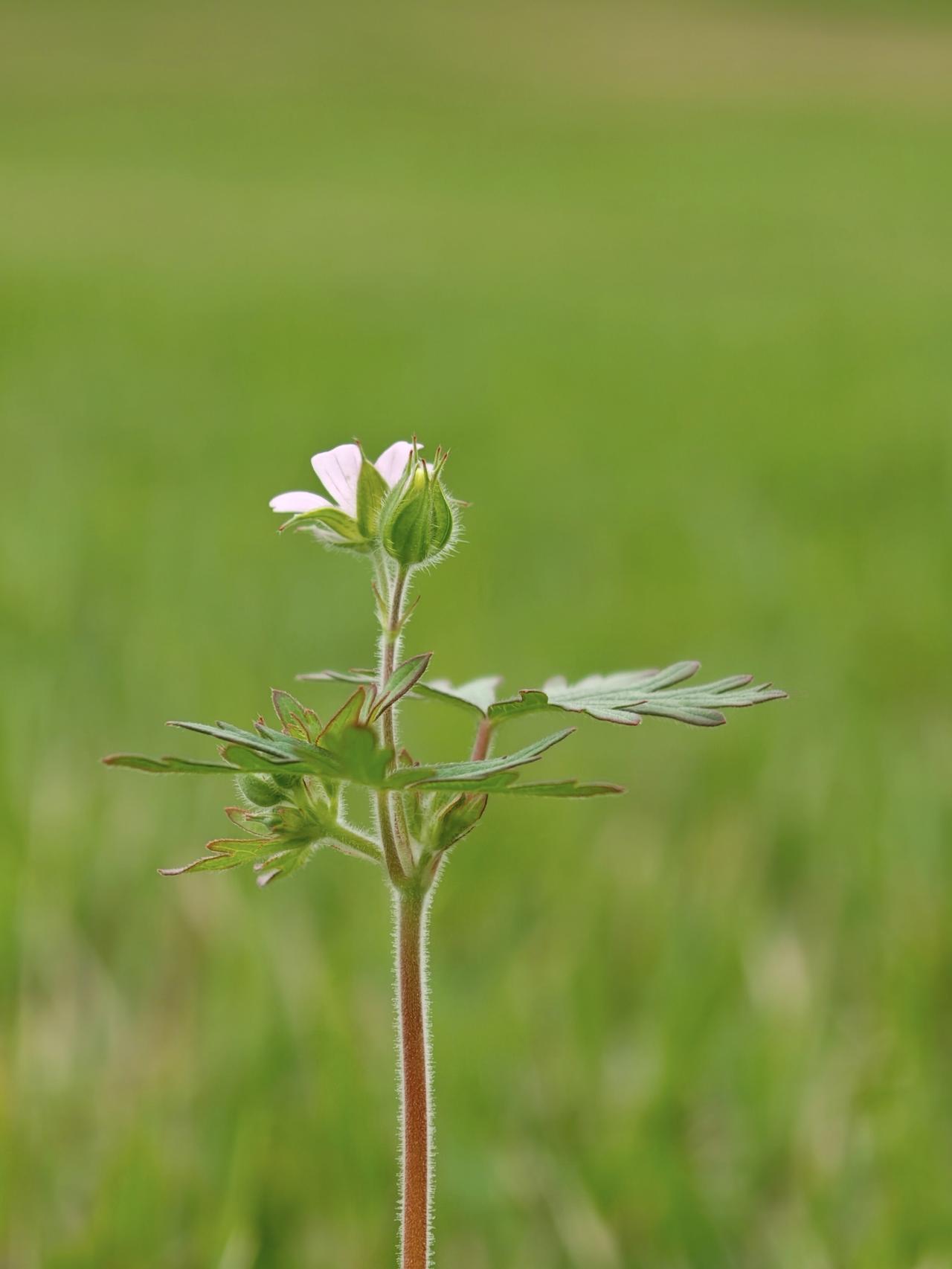 微妙之间见证生命的倔强与繁华