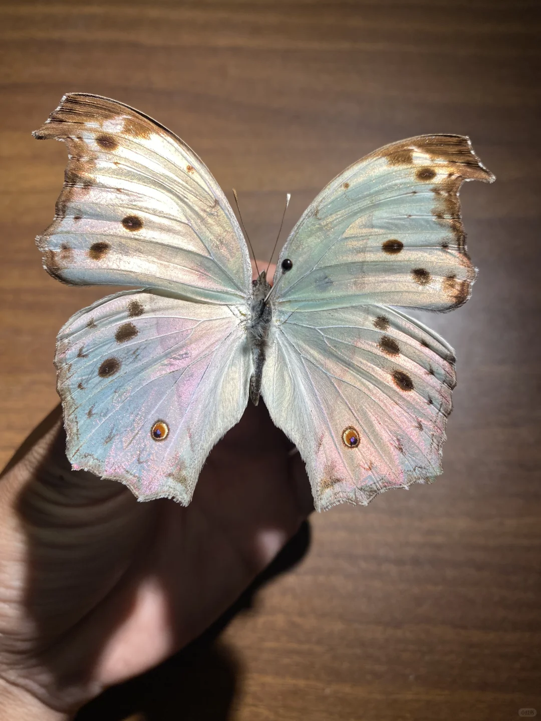 一只蝴蝶可以有多少种色彩呀