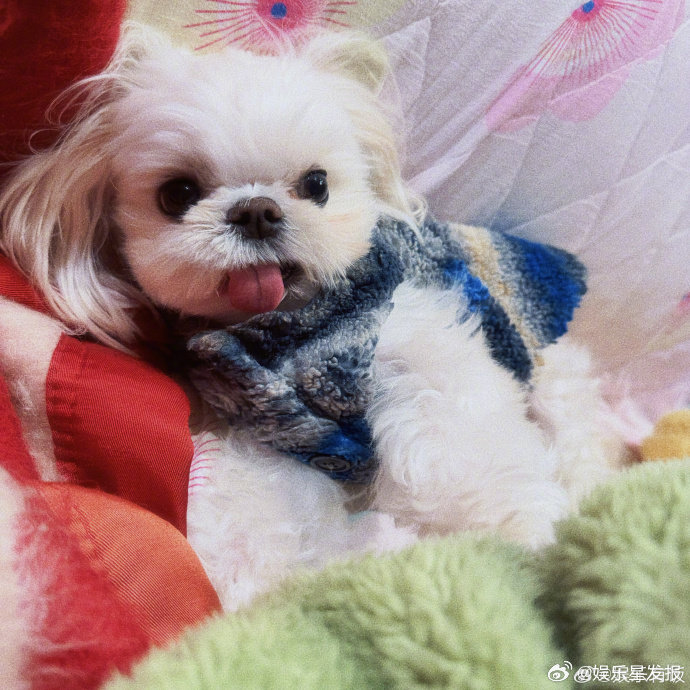 白鹿给黏黏写的应援文案生图王子黏黏报到白鹿给修狗写的应援文案，看似吐槽实则满分宠