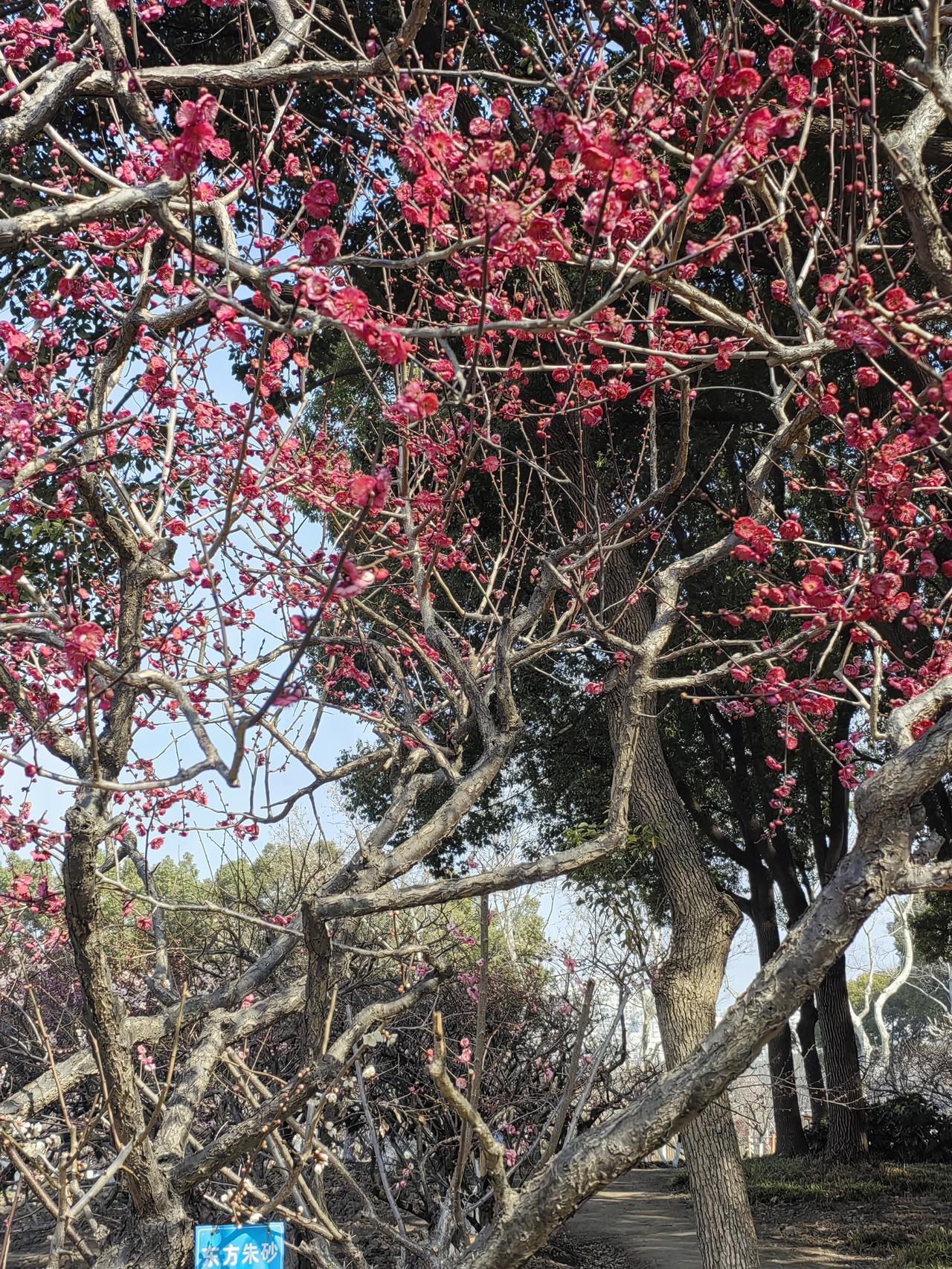发一张图片，让我猜出你在哪里拍的梅花展