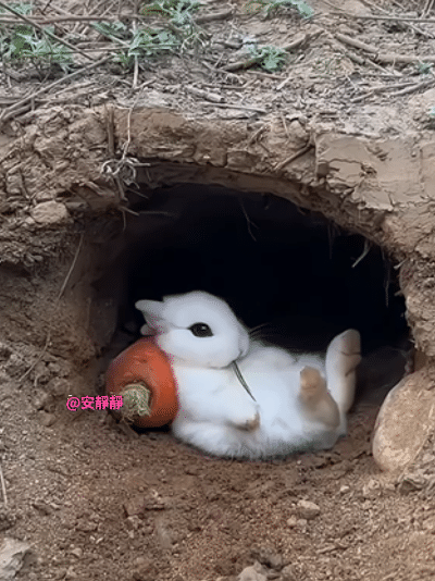 它好幸福，那么大的萝卜可以吃好久