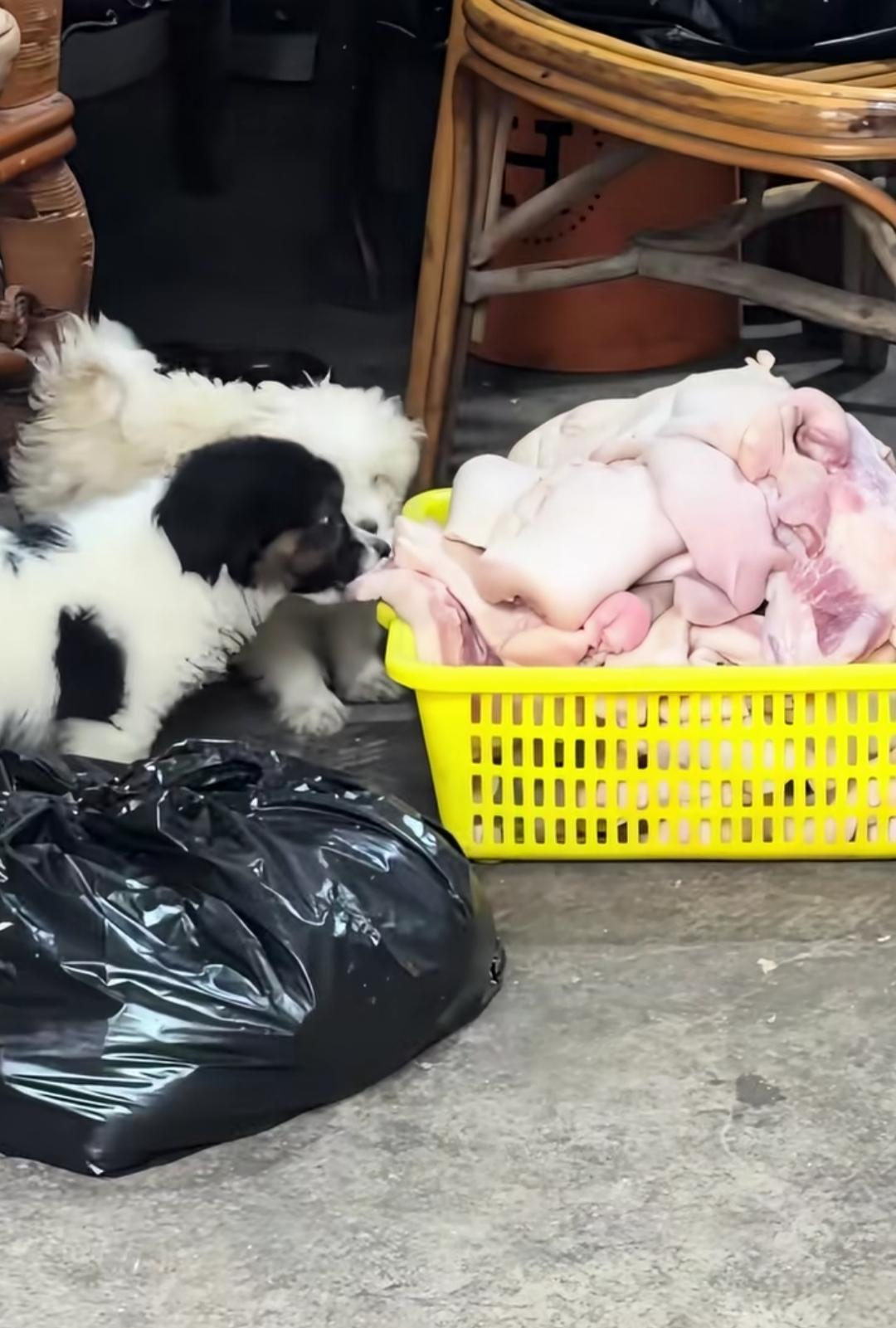 这下彻底凉凉了，合肥这家卤味网红店，凭借老店主不准询价的火爆脾气，走红网络。
