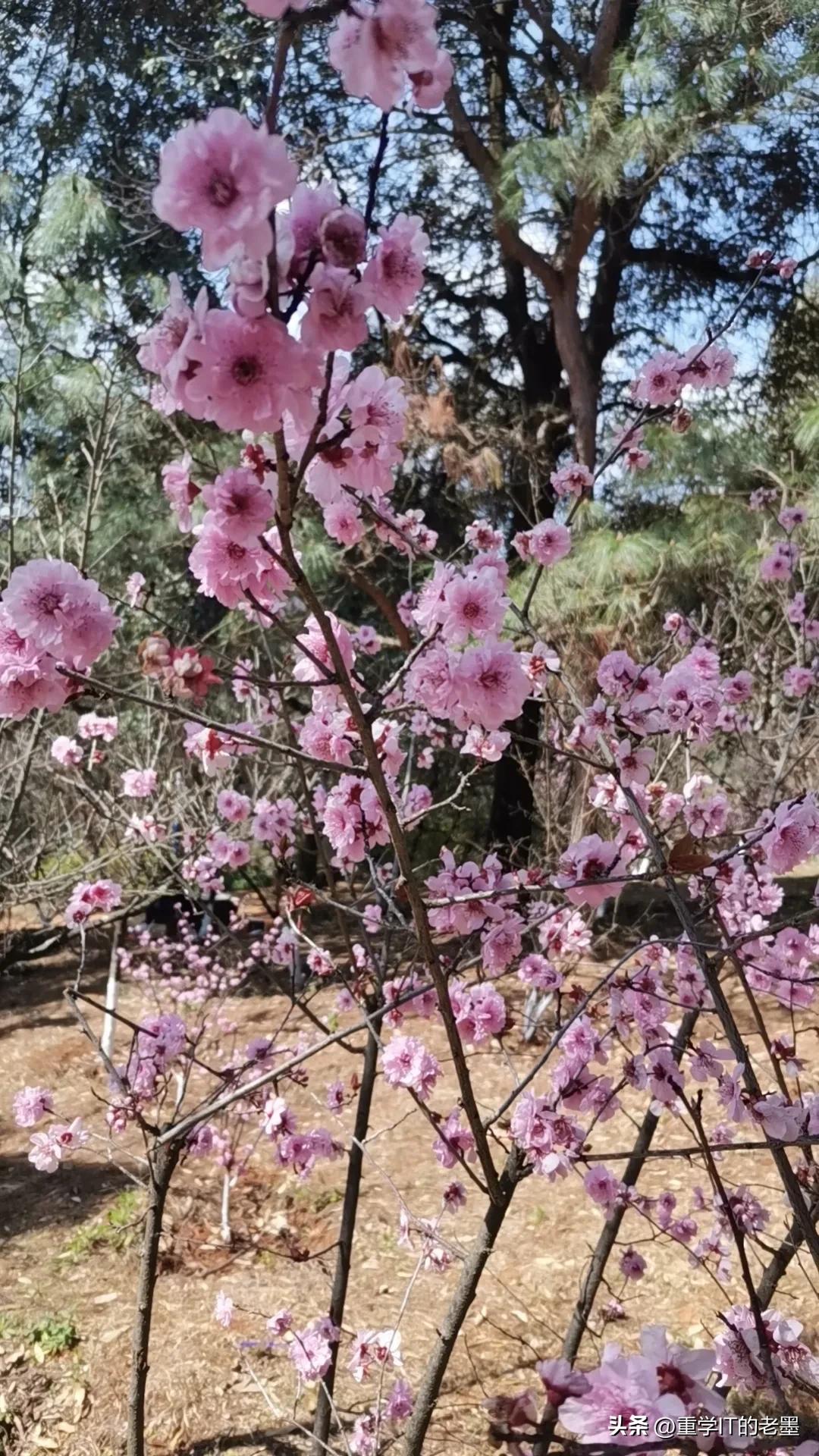 藏在我家的春色