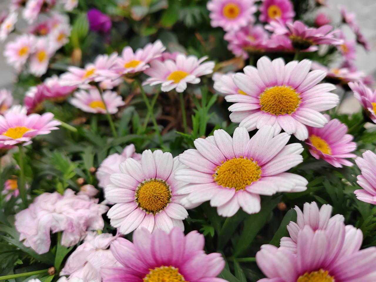  人间最美三月天：花开不语，风过留香，这便是春日最好的模样✨