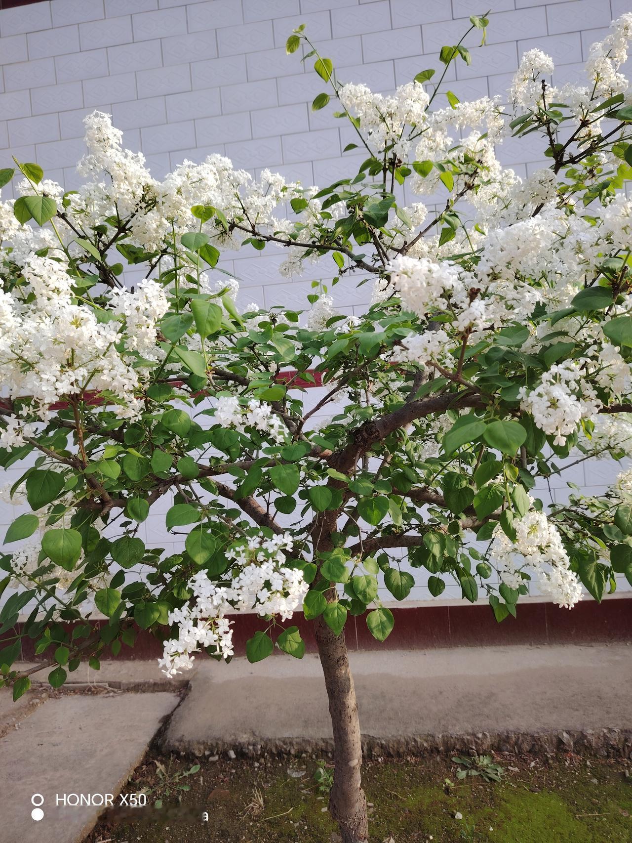 春日生活打卡季白色的丁香花，远远就闻到了丁香花的清香味儿道，香气怡人，美不胜收！