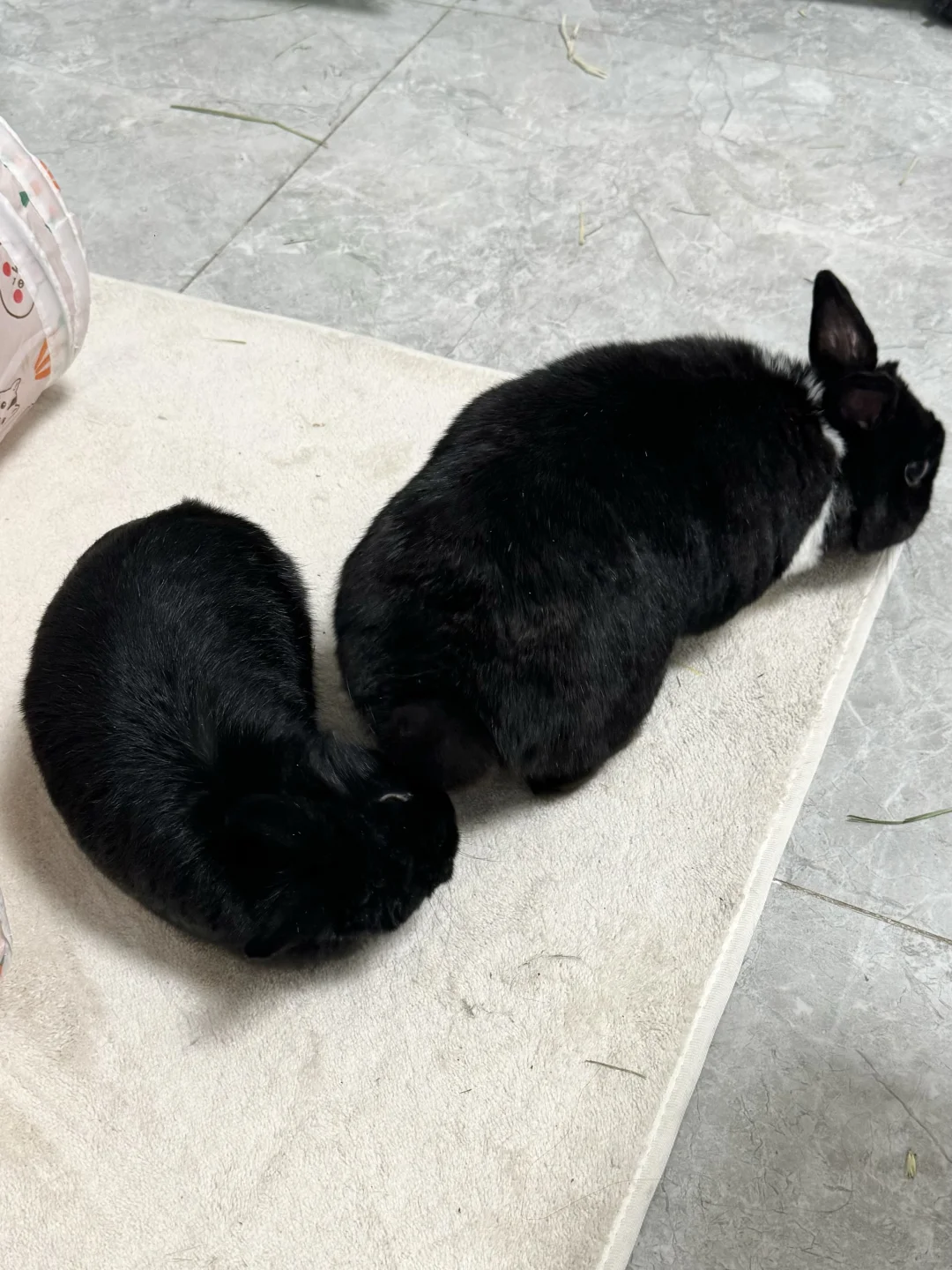 “你好香啊”