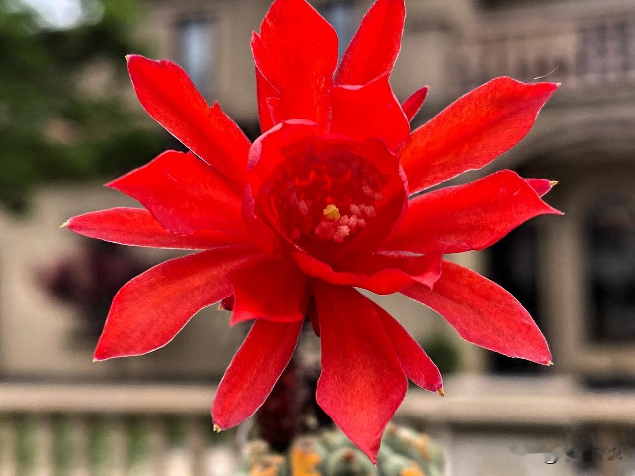 图1是奇仙玉仙人球开花，大红色的花朵，造型优美别致，充满了喜庆和活力四射。
图3