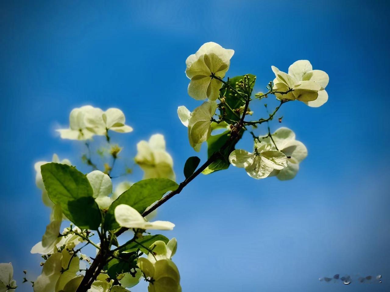 喊醒内心的纯真
            （原创）


因为博大
天空才纯粹
一片