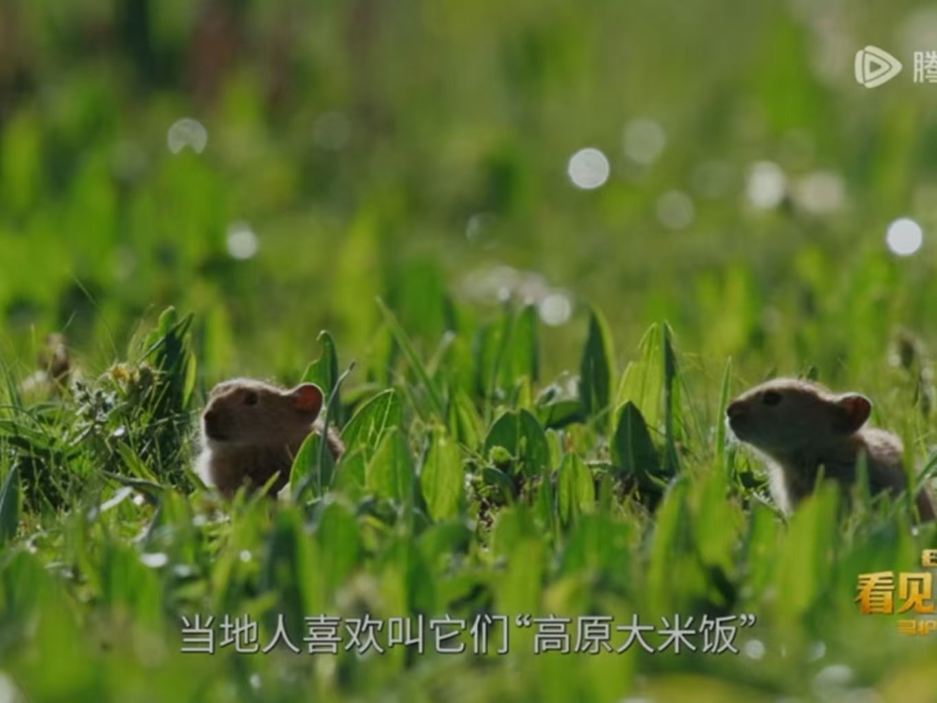 王一博旁白好萌王一博拍鼠兔这段 王一博旁白好萌！ ​​​