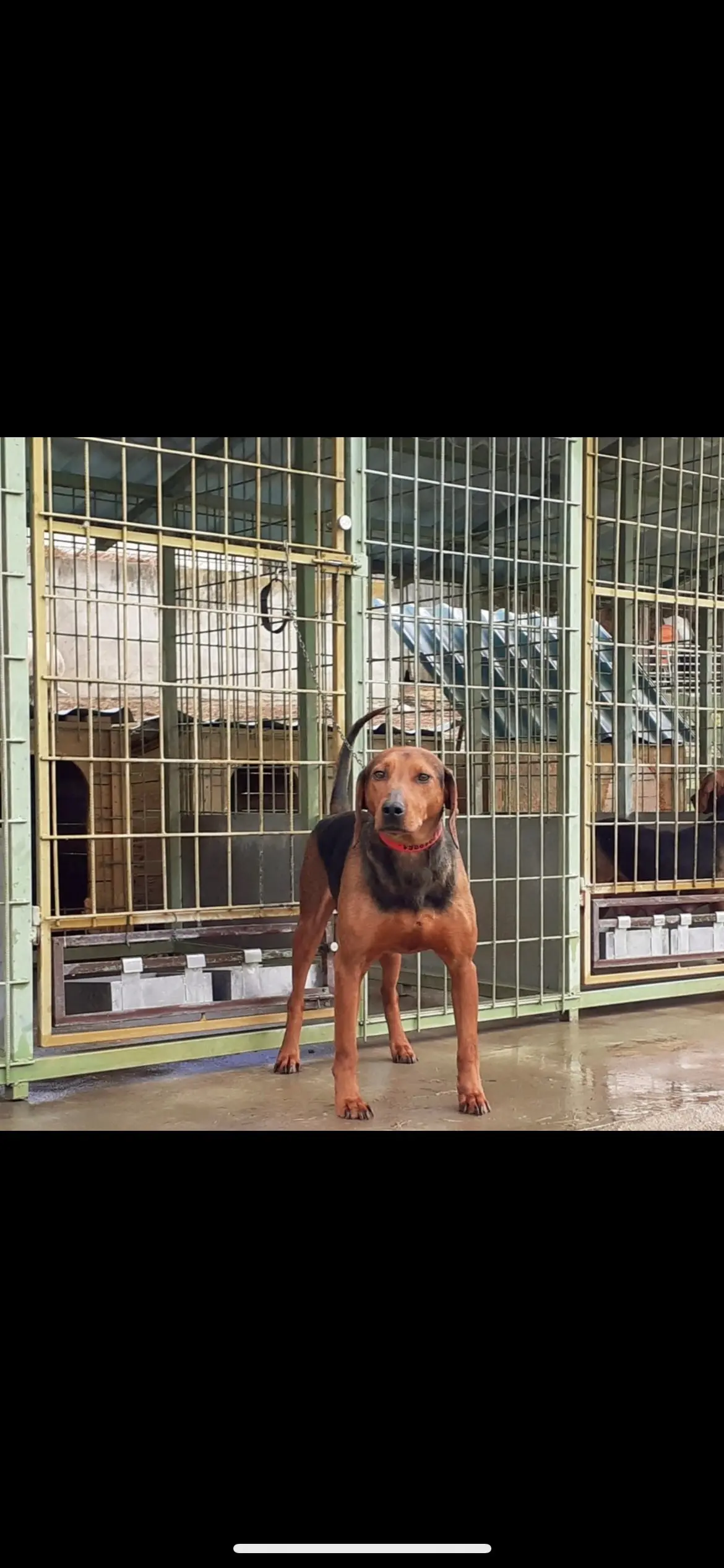 看看你们的巴尔干猎犬啊，发在评论区🤔