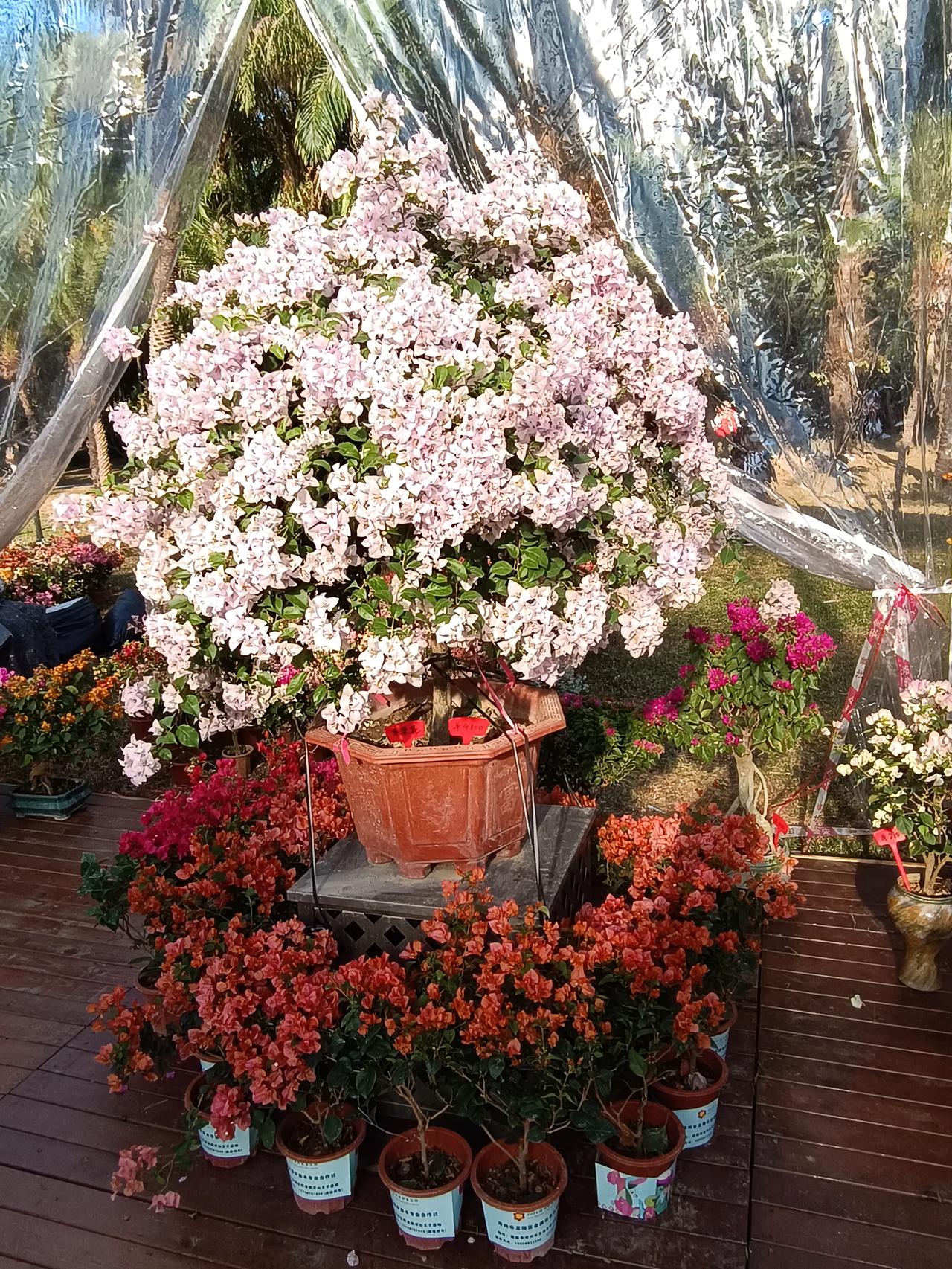  
梦幻花海
🌸🌸🌸 
置身于花海之中，
感受美丽与宁静。
#花美景分享#