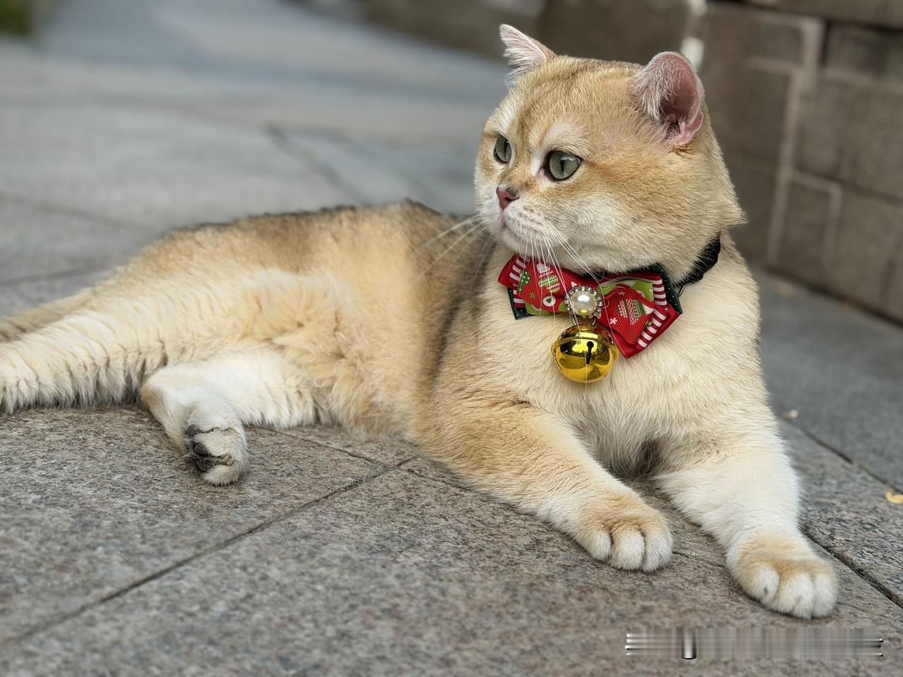大脑袋猫王快乐金渐层
又萌又霸气
连豹猫见它都瑟瑟发抖躲着走
在我面前却是听话可