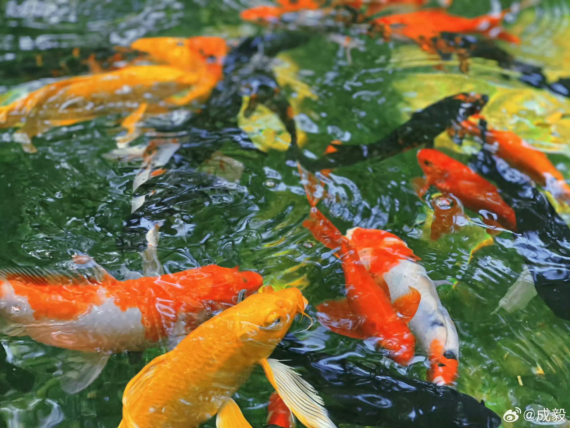 成毅随拍越来越丰富了陪他慢慢走过一个又一个一年四季成毅
